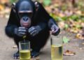 Urine Tests Reveal Alcohol Consumption in Wild African Chimpanzees