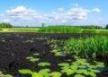 Using Machine Learning to Develop Affordable Biochar Solutions for Combating Phosphorus Pollution in Lakes