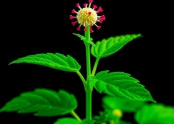 Viral Delivery Enables Efficient Transgene-Free Plant Editing