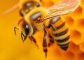 What Honey Bee Brain Chemistry Reveals About Human Learning