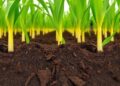 Wild Ancestor Corn Genes Transform Soil Microbial Communities, Boosting Agricultural Sustainability