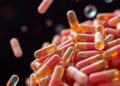 Acinetobacter Capsules Influence Resistance and Immunity