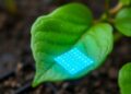 Advancing Smart Agriculture: Durable Nanofilm Electrodes for Real-Time Leaf Health Monitoring