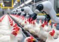 April 9: Advances in Robotics and Automation Transform Poultry Processing