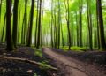 Biochar Boosts Forest Resilience Against Acid Rain by Restoring Essential Soil Nitrogen