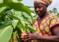 Bridging Tradition and Technology: The “One Plant Health Concept” Tackles Plant Diseases Across Africa