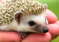 Can Ultrasound Technology Aid in Saving Hedgehogs?