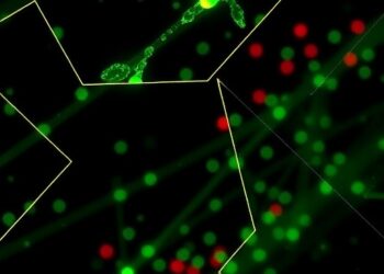 Cas13 Activation Controls Lysogeny in Type VI-A CRISPR
