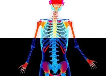 Decoding the Molecular Drivers Behind Cartilage-to-Bone Transformation