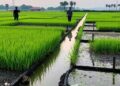 Decoding the Phosphorus Puzzle: How Microplastics and Hydrochar Transform Nutrient Dynamics in Rice Paddies