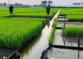 Decoding the Phosphorus Puzzle: How Microplastics and Hydrochar Transform Nutrient Dynamics in Rice Paddies