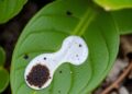 Discovery of Unanticipated Bacterial Symbiosis in Fungus Responsible for Angular Leaf Spot
