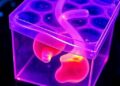 Dynamic Gel Enhances Reliability of Lab-Grown Organs for Scientists