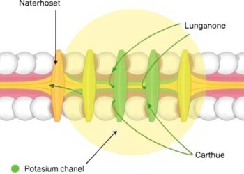 Functionality First: How Location Influences Potassium Channel Behavior