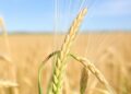 Grass Inflorescence Dynamics Boost Wheat Yield Insights