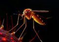 Gut Cells in Mosquitoes Influence Their Feeding Behavior