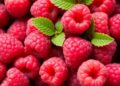 Gut Microbiome Drives Metabolic Response to Raspberries