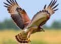 Hawk Research Reveals New Insights into the Mechanics of Bird Flight