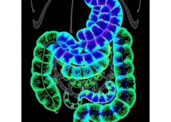 High-Resolution Spatial Mapping of Gut Microbiome