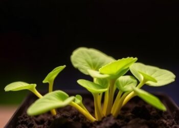 How Plant DCL4 Outcompetes DCL2: Molecular Insights