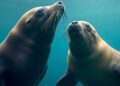 How Seals and Sea Lions Unlock the Evolution of Vocalization