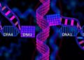 How dCas12f Guides RNA Transcription Complex