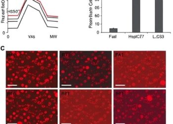 Hsp47 in Fat Tissue Drives Diet-Induced Inflammation