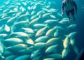 Innovative Scalable Aquaculture Systems Boost Survival Rates, Cut Labor, and Promote Animal Welfare