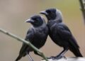 Jackdaw Chicks Eavesdrop on Adults to Identify Predators, Study Finds