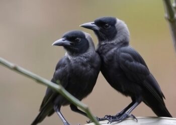 Jackdaw Chicks Eavesdrop on Adults to Identify Predators, Study Finds