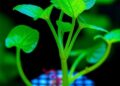 Long-Term Plant Electrophysiology via Printed Gel Electrodes
