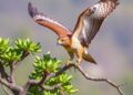Long-Term Road Surveys Uncover Extensive Declines in South Africa’s Birds of Prey