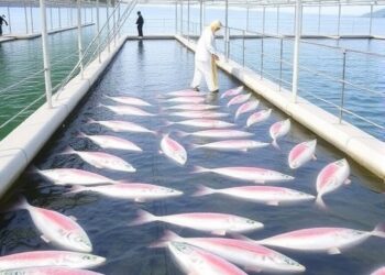 New Aquaculture Facility Launches in Namie Town as Benizake Salmon Farming in Fukushima Advances Toward Full-Scale Commercialization