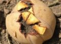 New Research Uncovers Causes of Potato Dry Rot in Colorado