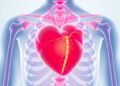 New Study Reveals Heart Health Metric That May Predict Fracture Risk in Postmenopausal Women