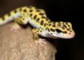 New Study Reveals How Temperature Influences Sex Development in Leopard Geckos