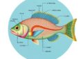 One Brain, Two Organs: How Fish Navigate Their Underwater World