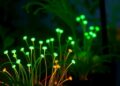 Plants That Glow When Under Attack Illuminate New Defenses