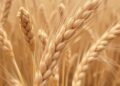Researchers Discover New Fusarium Species Causing Wheat Disease Outbreak in Ethiopia