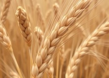 Researchers Discover New Fusarium Species Causing Wheat Disease Outbreak in Ethiopia