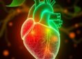 Single-Cell Insights into Ginkgo’s Heart Therapy