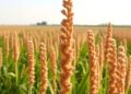 Sorghum Pangenome Boosts Global Crop Insights
