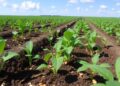 Soybeans Enlist Beneficial Soil Microbes to Combat Major Pests