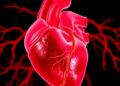 Spontaneous Coronary Artery Dissection Linked to Pregnancy: New Scientific Insights