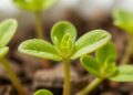 Stress Shapes Leaf Aging in Arabidopsis Genetics