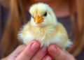 Study Finds Human Touch Boosts Chick Happiness, Leaving Them Feeling Egg-stra Joyful