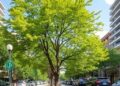 Summer Urban Trees Absorb More CO₂ Than Cars Emit, New Study Shows