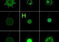 Super-Resolution Photoacoustic Microscopy Enables Label-Free Cell Tracking