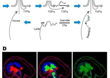 TGF-β1 Signaling: A Key Player in Spinal Cord Injury Recovery