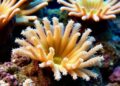 Temperature, Salinity, and Sperm Impact Coral Reproduction